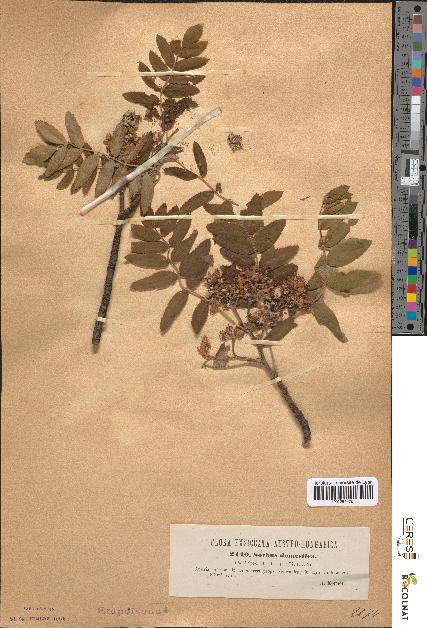 spécimen de Sorbus domestica