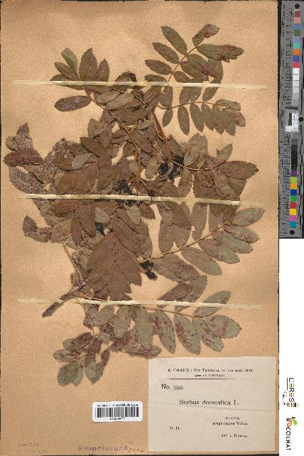 spécimen de Sorbus domestica