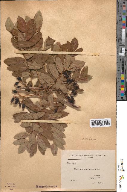 spécimen de Sorbus domestica