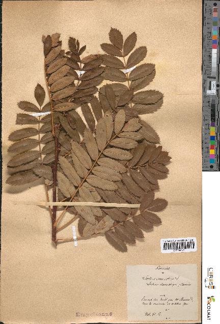 spécimen de Sorbus domestica