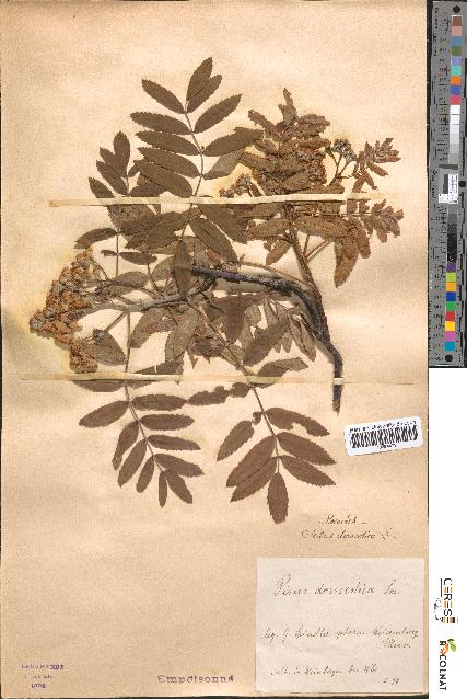 spécimen de Sorbus domestica