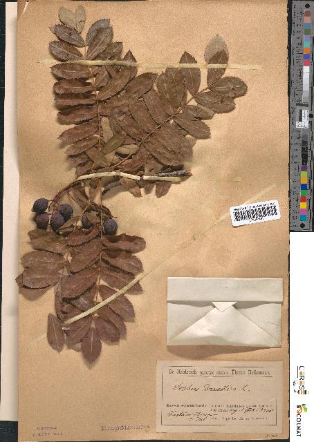 spécimen de Sorbus domestica