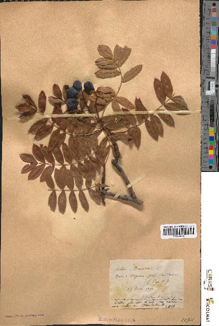 spécimen de Sorbus domestica