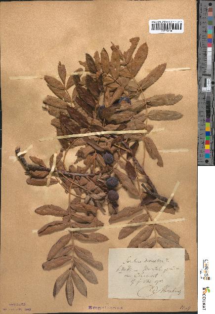 spécimen de Sorbus domestica