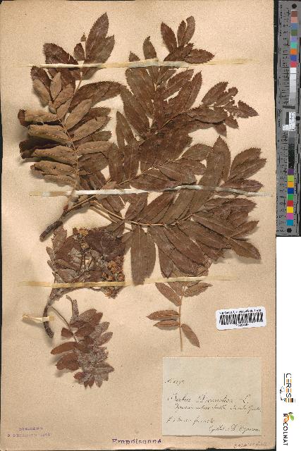 spécimen de Sorbus domestica