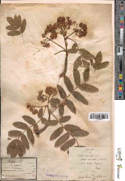 spécimen de Sorbus domestica