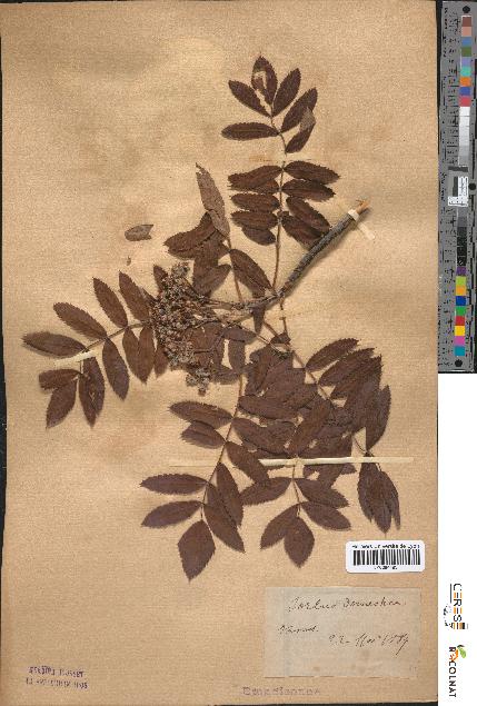 spécimen de Sorbus domestica