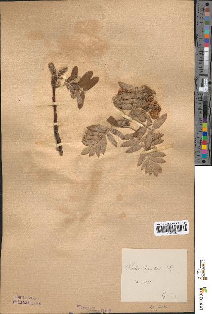 spécimen de Sorbus domestica