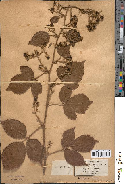 spécimen de Rubus bracteatus