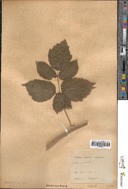 spécimen de Rubus caesius x idaeus