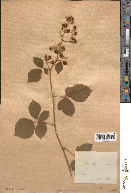 spécimen de Rubus bifrons