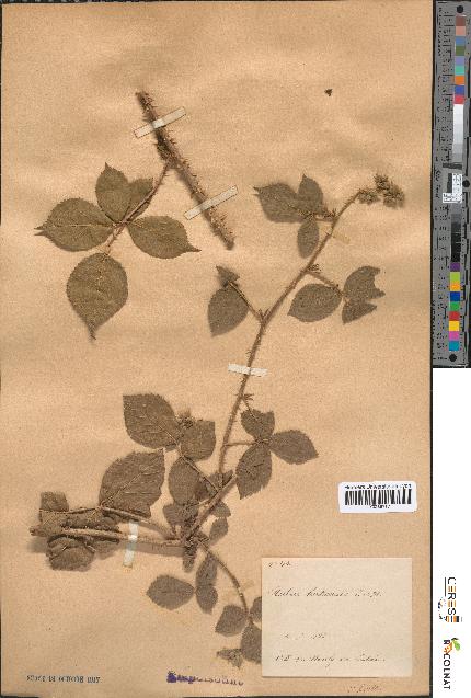 spécimen de Rubus × hirticaulis