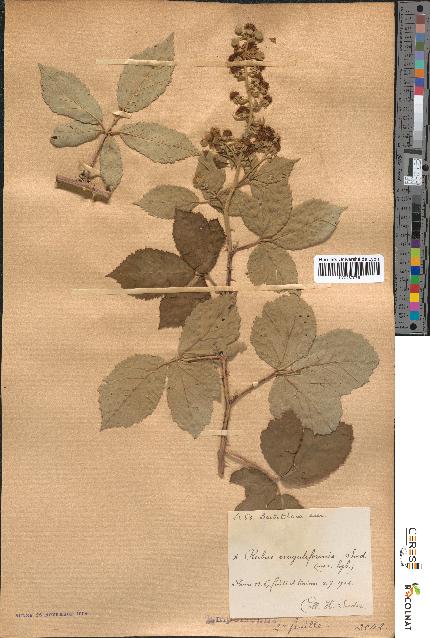spécimen de Rubus × evagatiformis