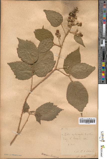 spécimen de Rubus melanoxylon