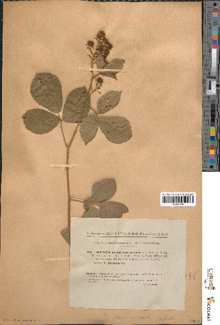 spécimen de Rubus insericatus