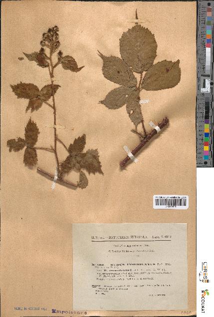 spécimen de Rubus insericatus