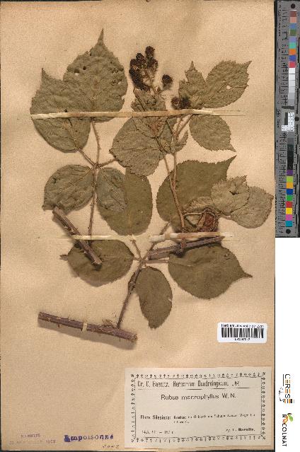 spécimen de Rubus macrophyllus