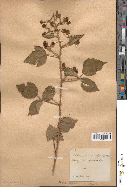 spécimen de Rubus macrostachys