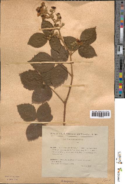 spécimen de Rubus cuspidatus