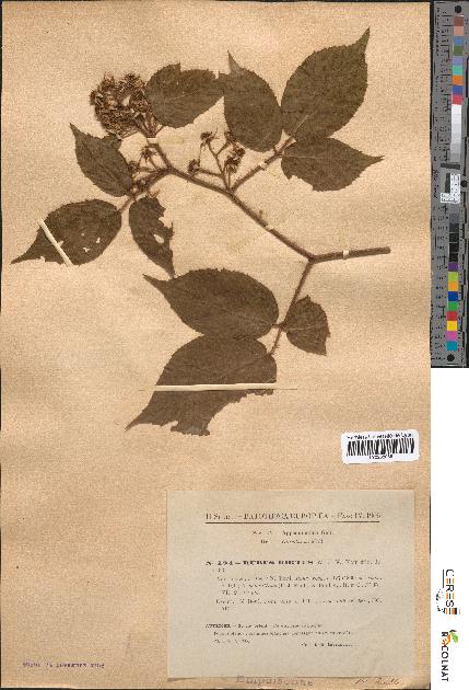 spécimen de Rubus hirtus