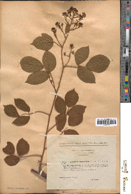 spécimen de Rubus hirtus