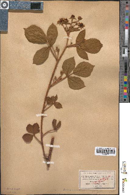 spécimen de Rubus hirtus