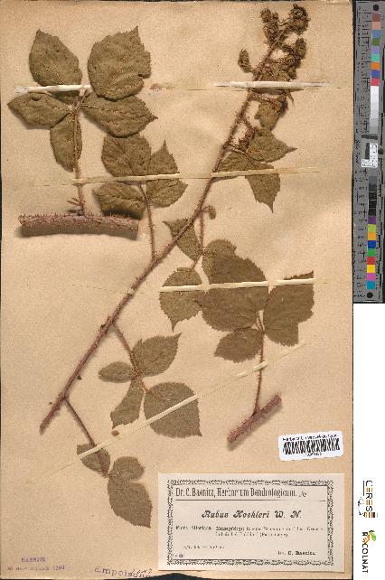 spécimen de Rubus koeleri
