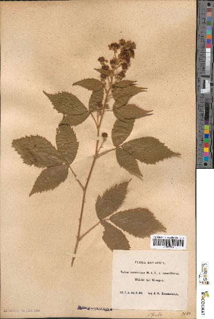 spécimen de Rubus constrictus