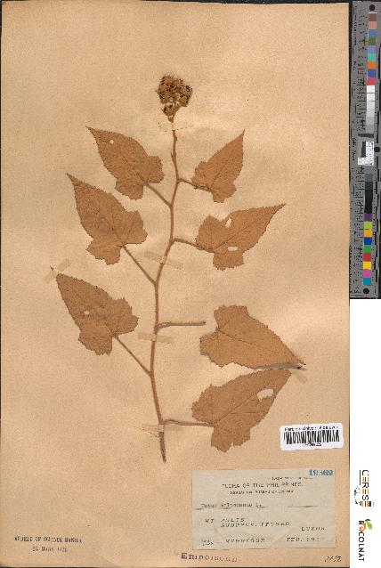 spécimen de Rubus moluccanus