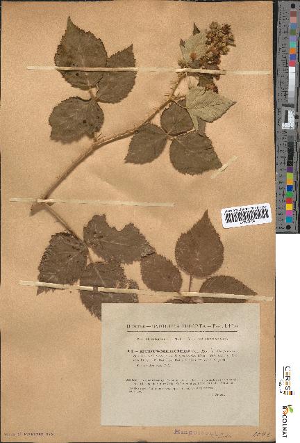 spécimen de Rubus mercieri