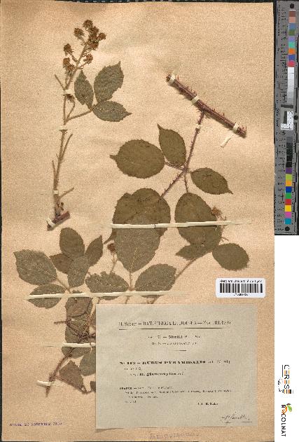 spécimen de Rubus pyramidalis