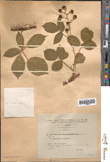 spécimen de Rubus pyramidalis