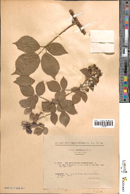 spécimen de Rubus pyramidalis