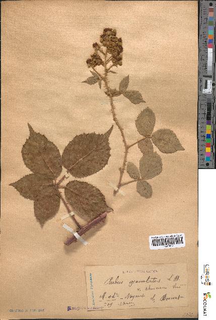 spécimen de Rubus granulatus