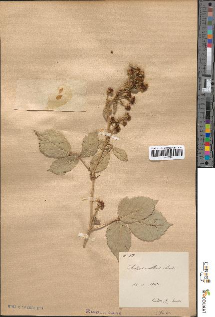 spécimen de Rubus nothus