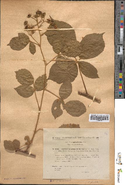 spécimen de Rubus obscurus