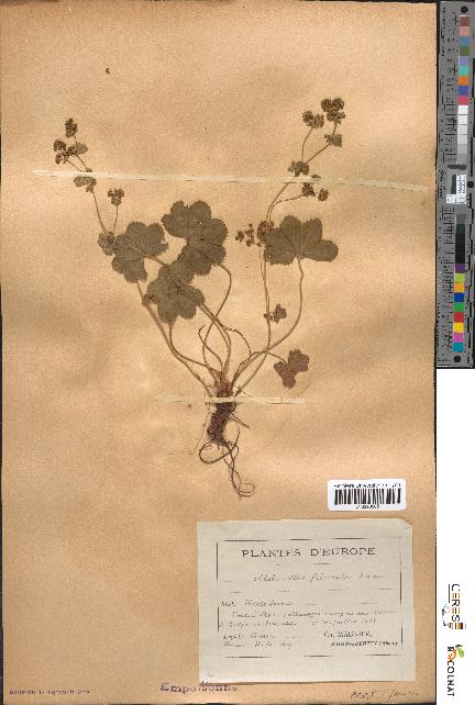 spécimen de Alchemilla filicaulis