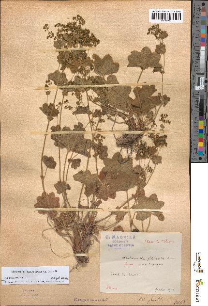 spécimen de Alchemilla filicaulis