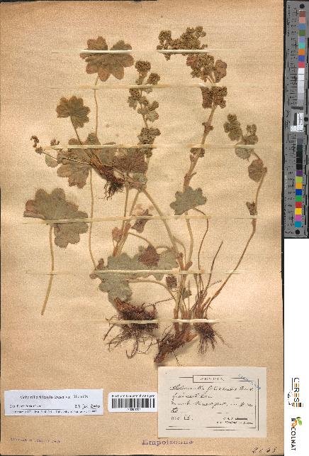 spécimen de Alchemilla filicaulis