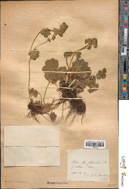 spécimen de Alchemilla filicaulis