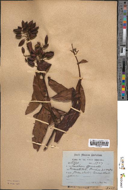 spécimen de Cinchona officinalis