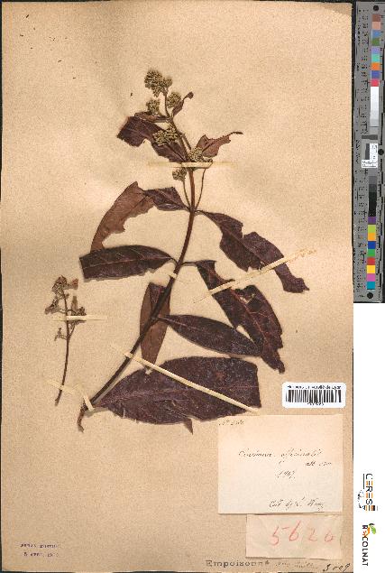 spécimen de Cinchona officinalis