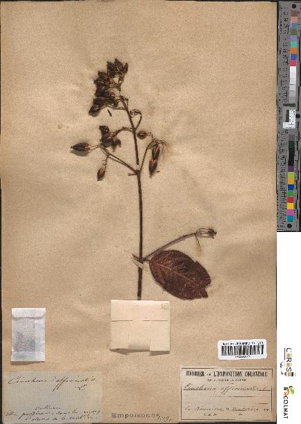 spécimen de Cinchona officinalis