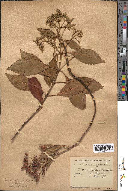 spécimen de Cinchona officinalis
