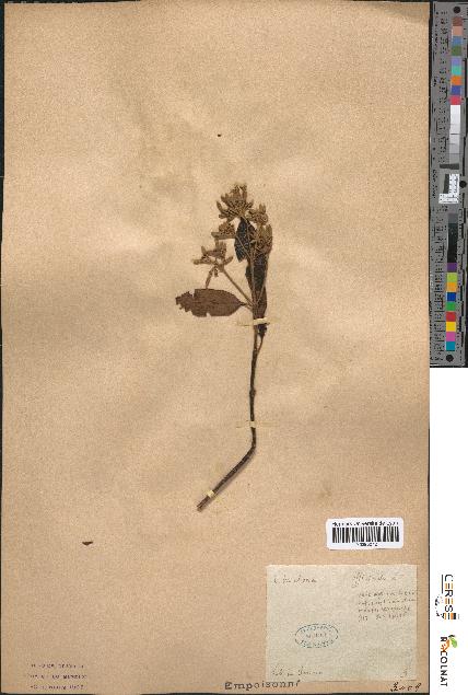 spécimen de Cinchona officinalis