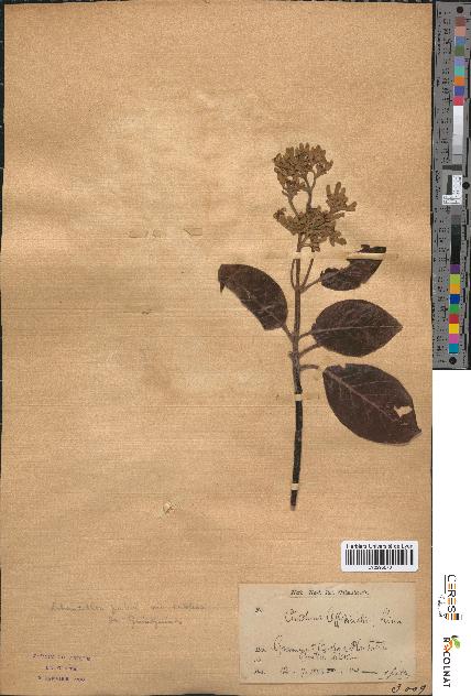 spécimen de Cinchona officinalis