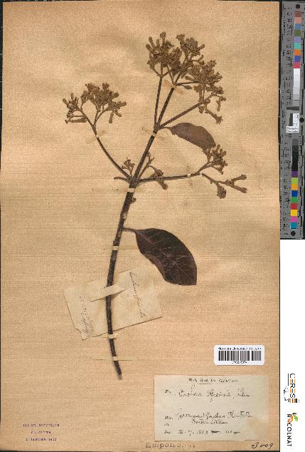 spécimen de Cinchona officinalis