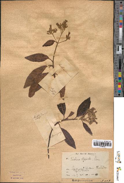 spécimen de Cinchona officinalis