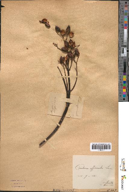 spécimen de Cinchona officinalis