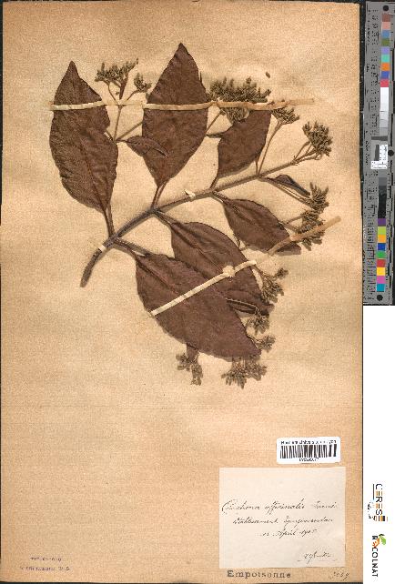 spécimen de Cinchona officinalis
